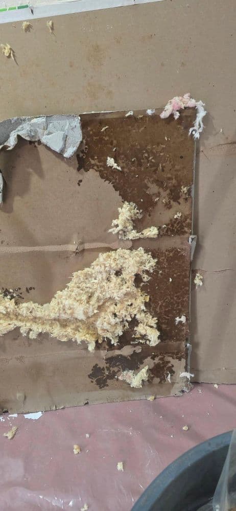 Deteriorating wall with moldy insulation and water damage stains on cardboard surface.