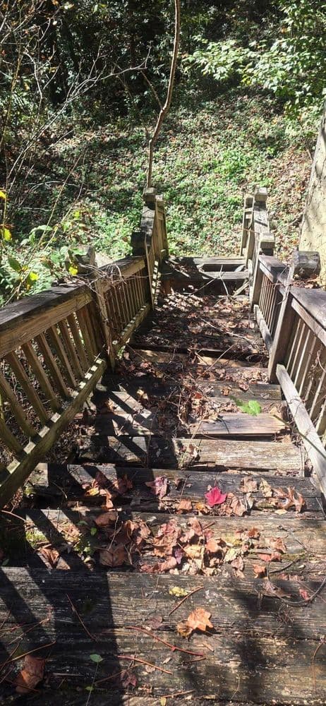 Overgrown wooden staircase surrounded by leaves and greenery in a natural setting.